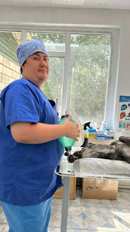 Как российский юрист стал защитником бездомных животных в Лори